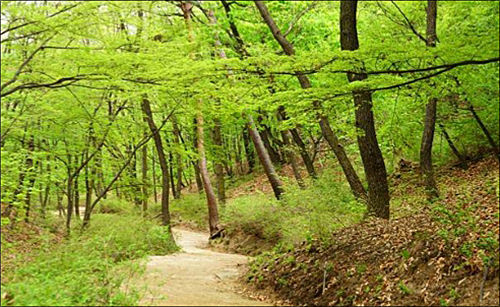 서울 태릉과 강릉 내 숲길