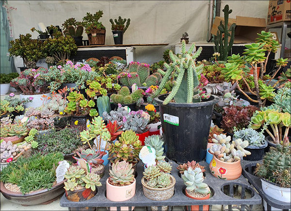 다육이와 선인장류도 많이 나와있다.