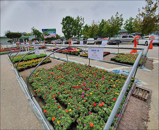 끝없이 펼쳐진 봄꽃시장 모습