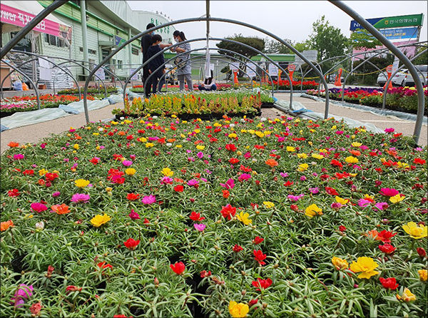 고운 모습의 채송화꽃