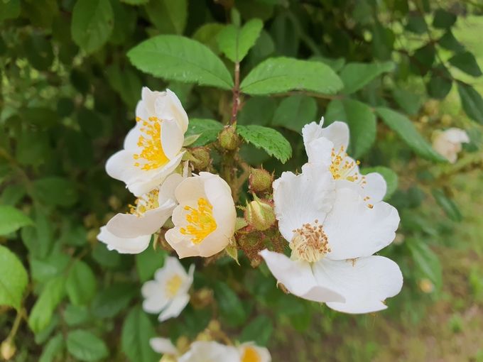 향기로운 찔레꽃