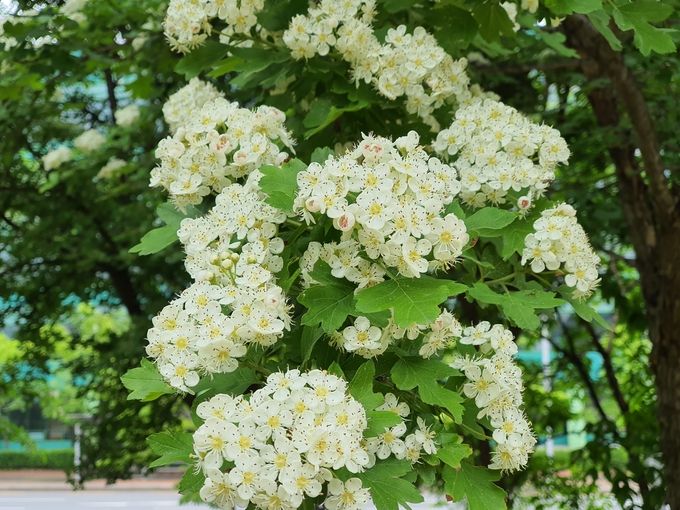 산사나무