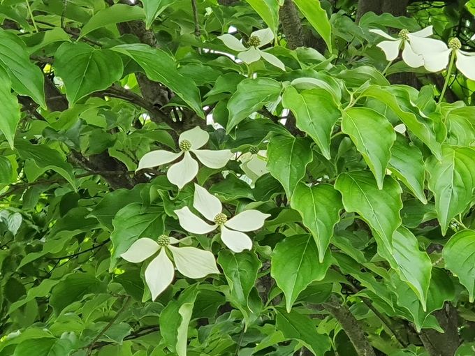 산딸나무
