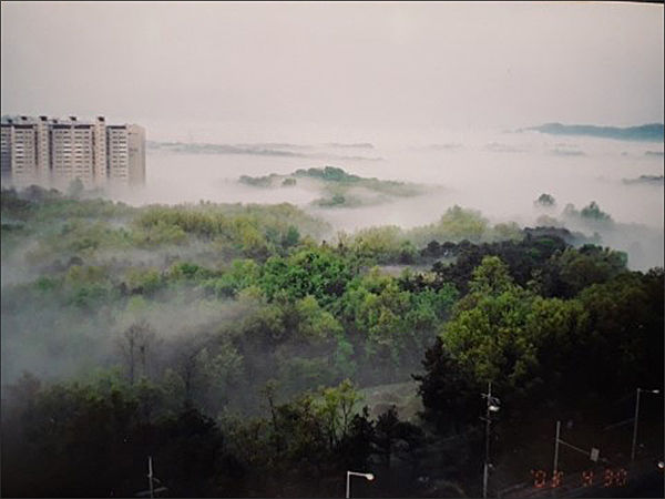 지금은 사라진 교하의 숲, 2002년 필자 촬영<br>
