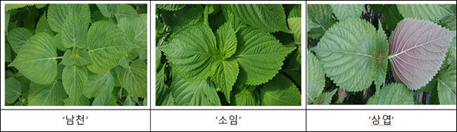 잎들깨 품종 사진