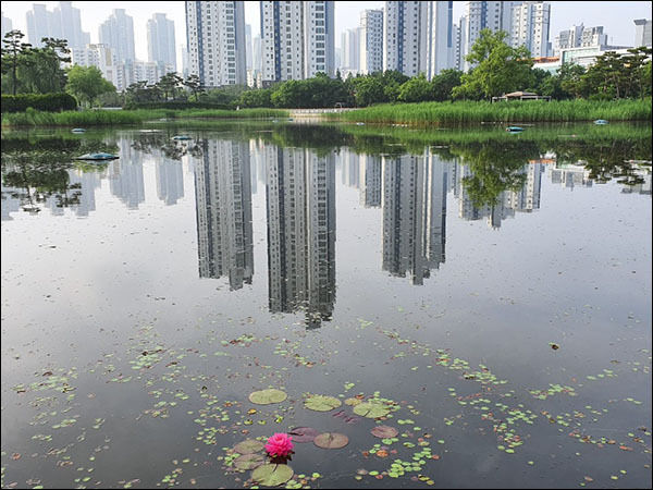 송도 신도시 고층아파트가 연못속에 고스란히 비춰지고 있는 가운데 한송이 수련이 외로운듯 피어있다.