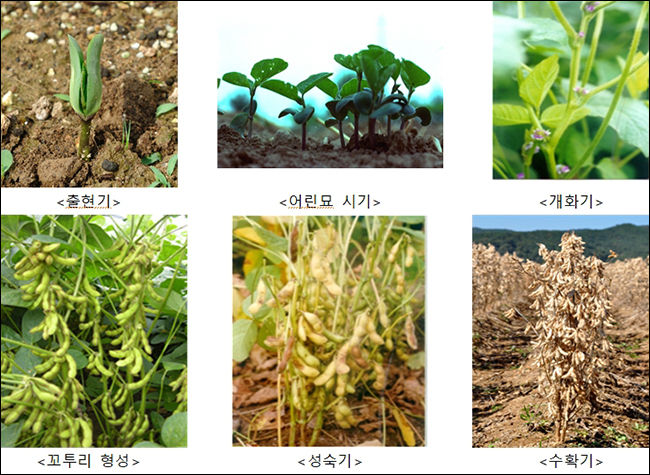 콩의 어린 시기와 수확기