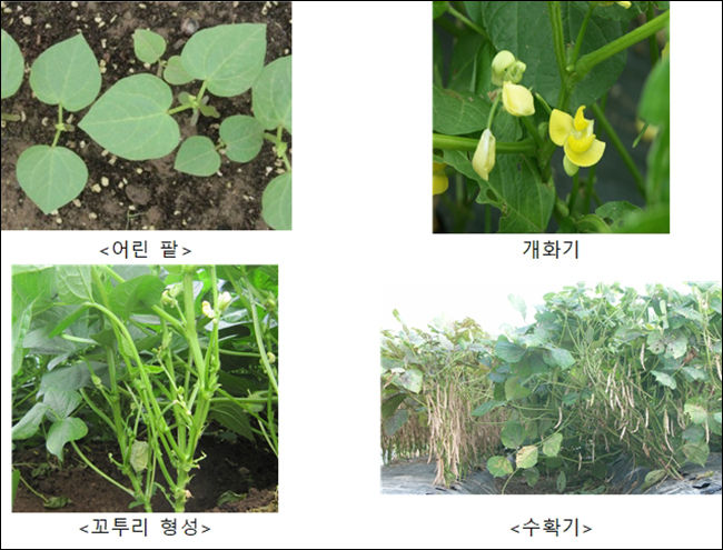 팥의 어린 시기와 수확기