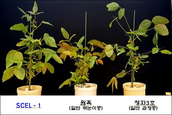 식물체 키
