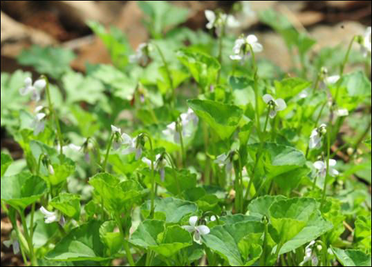 콩제비꽃(Viola verecunda)