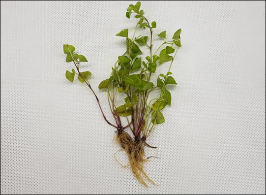 콩제비꽃(Viola verecunda)