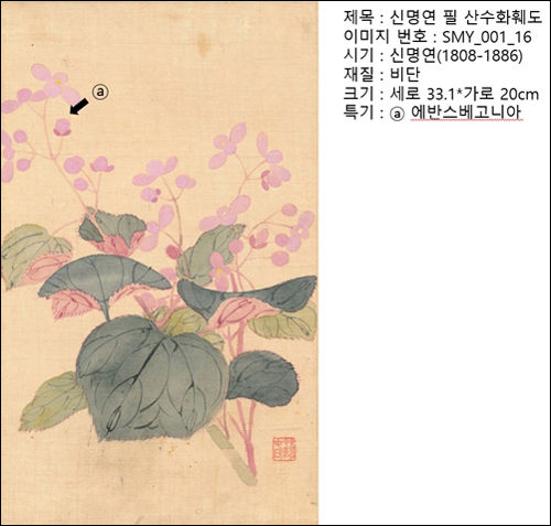 조선시대 회화에서 베고니아 꽃의 발견