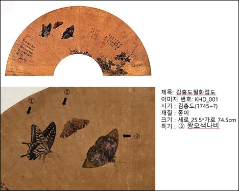 곤충도감 수록 실제 사진과 거의 비슷한 김홍도의 왕오색나비