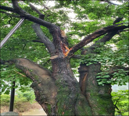 상주 두곡리 뽕나무 나뭇가지 꺾임