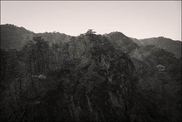 최금화 Pain tree 1