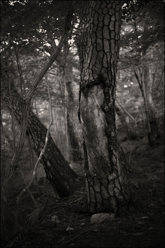 최금화 Pain tree 2