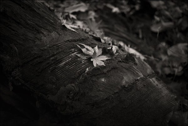 최금화 Pain tree 3