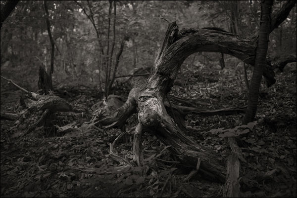 최금화 Pain tree 4