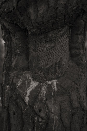 최금화 Pain tree 5