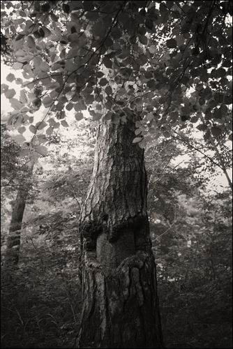 최금화 Pain tree 6