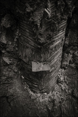 최금화 Pain tree 7
