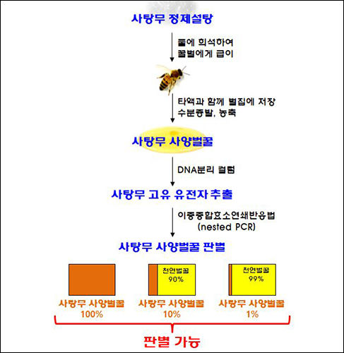 사탕무 사양벌꿀 판별법 흐름도