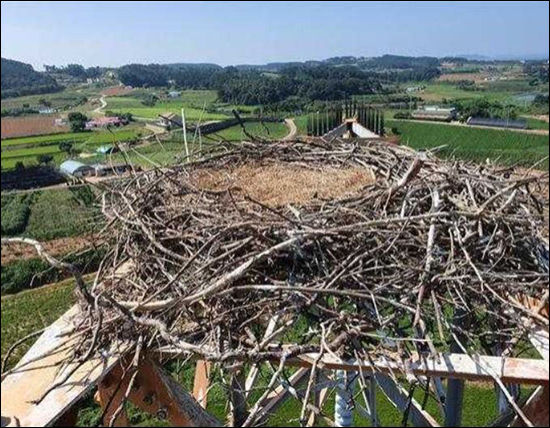 2020년 8월 25일 황새가족이 떠난 빈 황새둥지