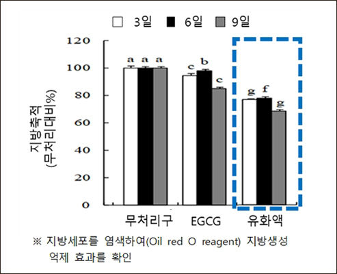 저분자 카테킨 유화액의 지방생성 2.2배 억제 효과 (지방생성 33% 억제)