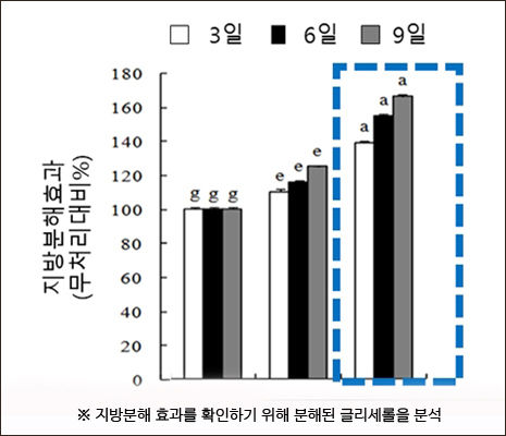저분자 카테킨 유화액의 지방분해 효과 (지방분해 80% 향상)