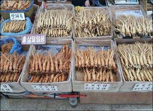 삼계용과 홍삼달임용 판매 인삼