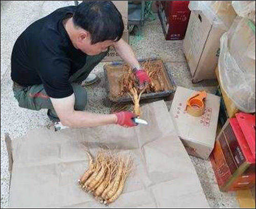 인삼 판매를 위한 손질