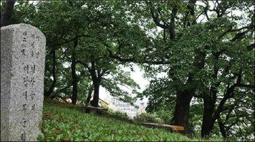 포항 흥해향교 이팝나무 무리(5월)군락