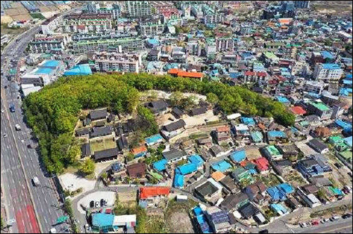 포항 흥해향교 이팝나무 군락 전경