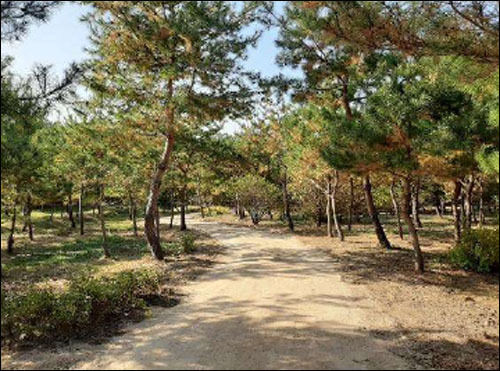 서울 의릉 ‘소나무 산책길’