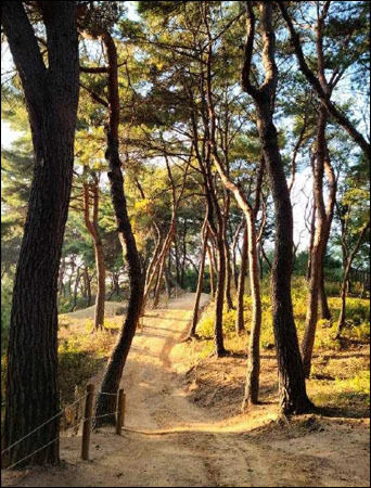 남양주 사릉 ‘소나무 들꽃길’