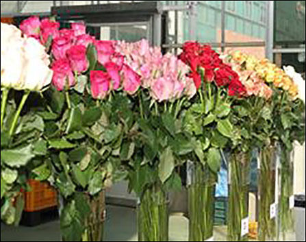 꽃병에 꽂아 놓은 장미(절화)