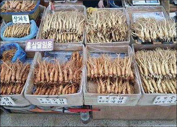 삼계용과 홍삼달임용 판매 인삼