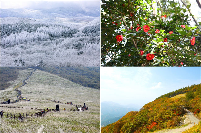 대관령 설경(2016 산림문화작품공모전 장려 수상작-우제용), 천관산 동백숲, 함백산 하늘길, 신불산 억새숲 전경(왼쪽부터 시계방향)
