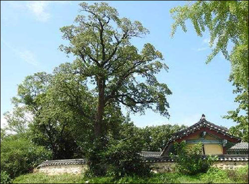 천연기념물 제561호(식물-군락) - 포항 흥해향교 이팝나무 군락(5월)