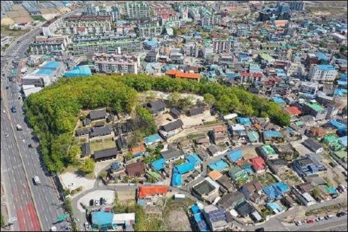 포항 흥해향교 이팝나무 군락 전경