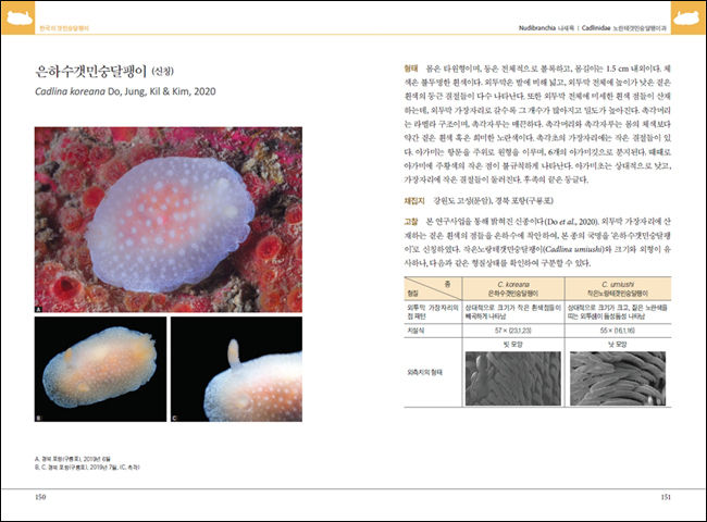 한국의 갯민숭 달팽이 주요 내용