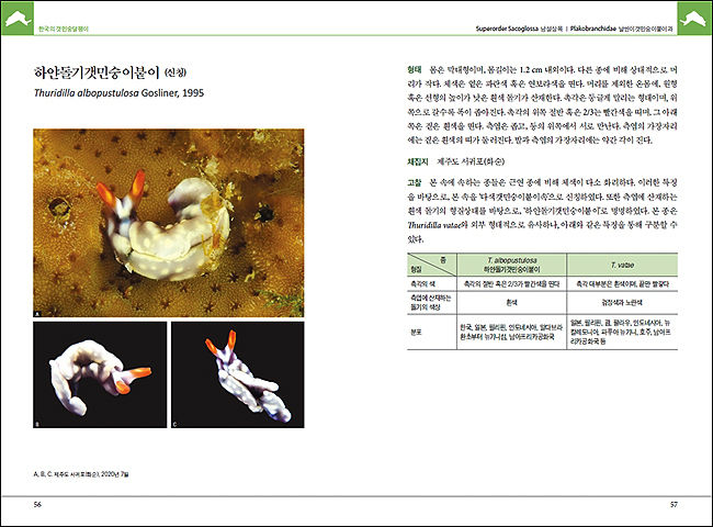 한국의 갯민숭 달팽이 주요 내용