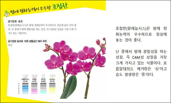 팔레놉시스(호접란)의 공기정화 효과