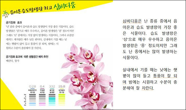 심비디움의 공기정화 효과