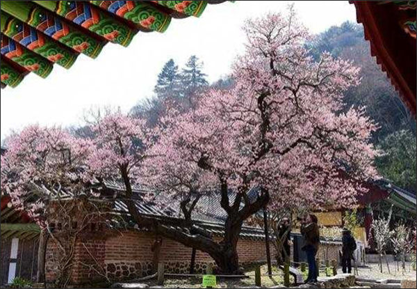 장성 백양사 고불매(천연기념물 제486호) - 장성군청 제공