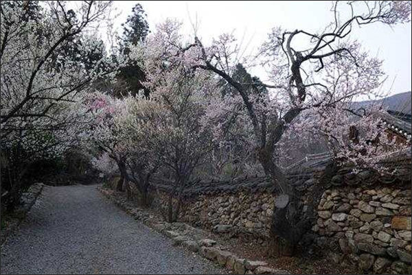 순천 선암사 선암매(천연기념물 제488호)