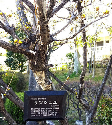 산수유꽃이 한반도가 원산이라는 설명판