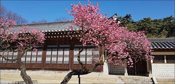 고택 앞 홍매화(2020년)