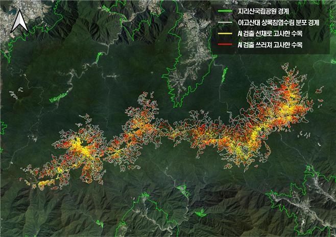 인공지능 기술 활용 지리산국립공원 아고산대 상록침엽수 고사목 검출 결과