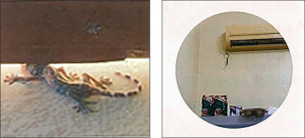 캄보디아 도마뱀(왼쪽, 박지만 제공), 문제의 뱀(작동희 제공)